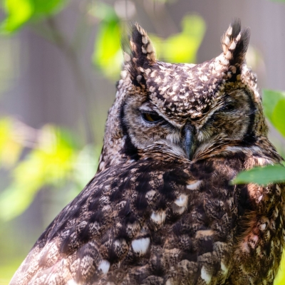 Amerikaanse oehoe - De Zonnegloed - Dierenpark - Dieren opvangcentrum - Sanctuary